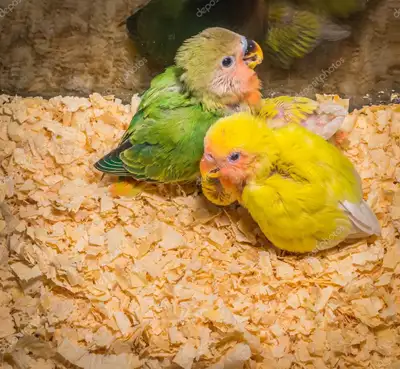 Bird Sitting I Take Care of All Types of Birds (Including Babie, View more