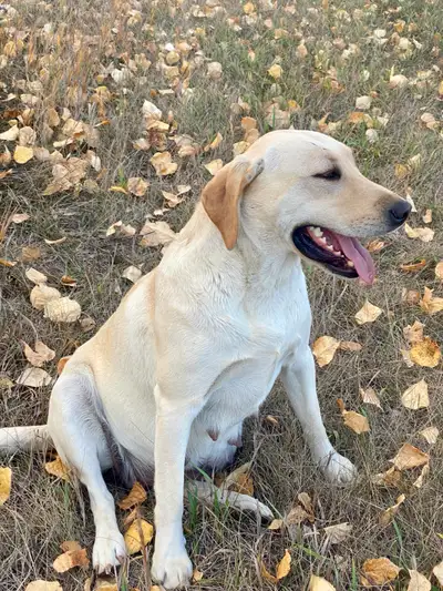 Female Yellow Lab, View more