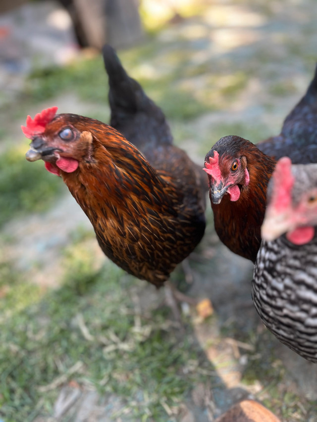 Oeufs frais/Fresh eggs dans Animaux de ferme  à Laval/Rive Nord - Image 4