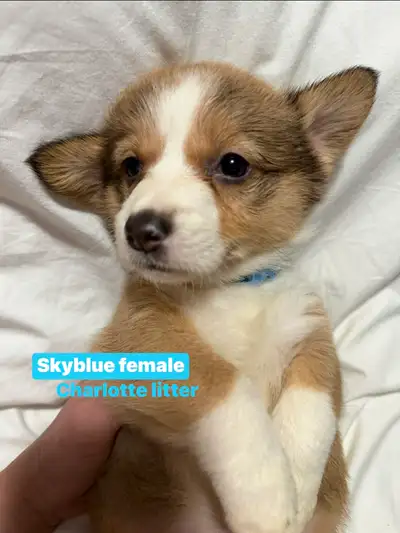 Pembroke Welsh Corgi Ready to a new home by May 1stweek Very lovely and loves to cuddle This pup rai...