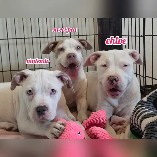 american bulldog in Dogs & Puppies for Rehoming in Vernon - Image 2