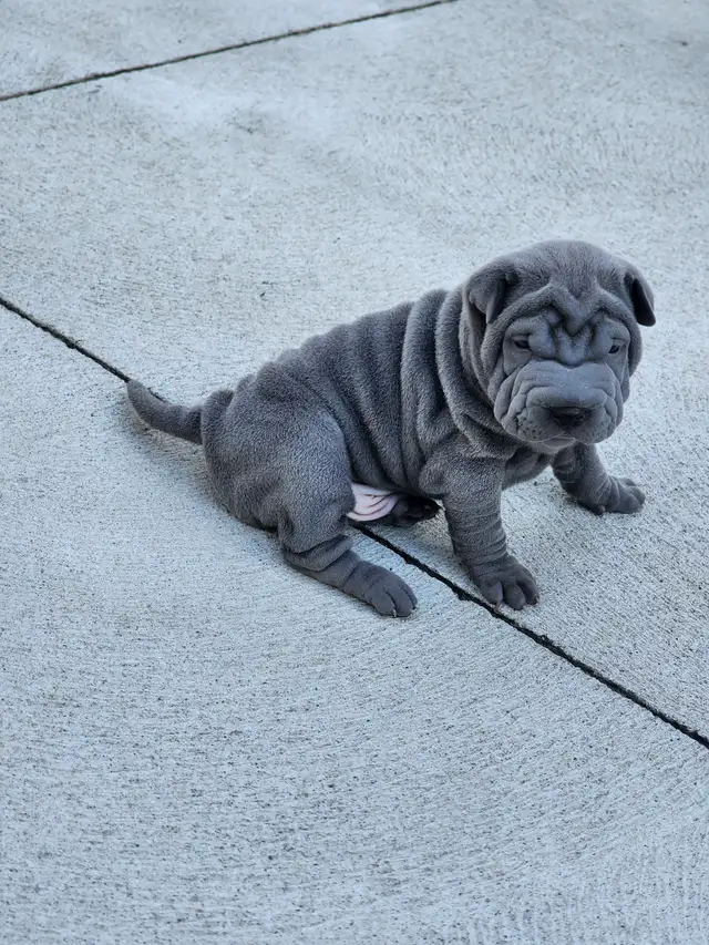 Purebred Shar Pei Puppies | Vet Checked & Registered in Dogs & Puppies for Rehoming in Ottawa - Image 3