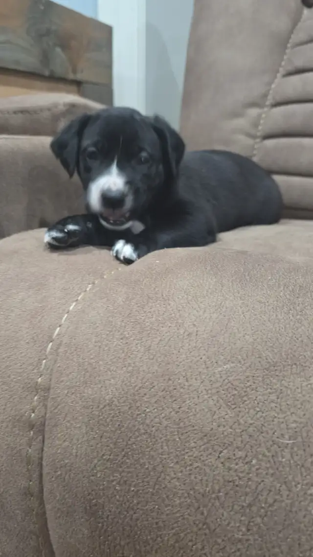 PUPPIES for Sale in Dogs & Puppies for Rehoming in Windsor Region - Image 4