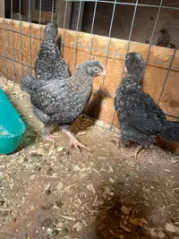 3 red/blue Wyandotte Xchicks available