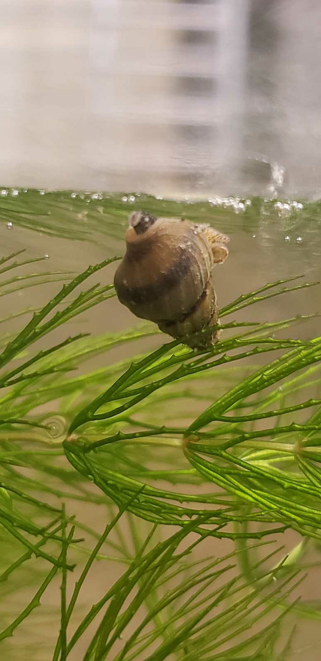 Assasin Snails 5 for $10 in Fish for Rehoming in Kitchener / Waterloo