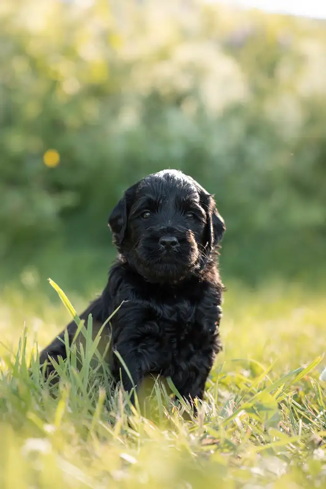 chiots goldendoodle in Dogs & Puppies for Rehoming in Trois-Rivières - Image 4