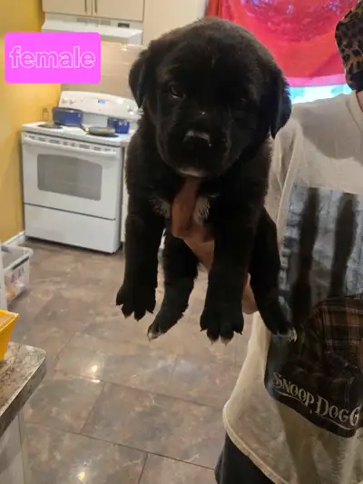 mastiff rottie mix, View more