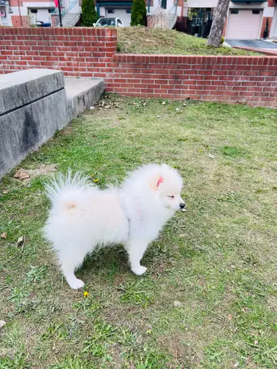 Très beau spitz poméranien pure race à vendre De couleur blanche. Propre sur pipi pad,adore les enfa...