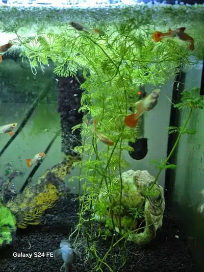 Koi Guppies, View more