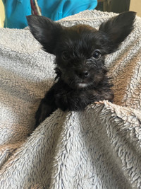 Yorkie3/4/ 1/4 Chihuahua babies