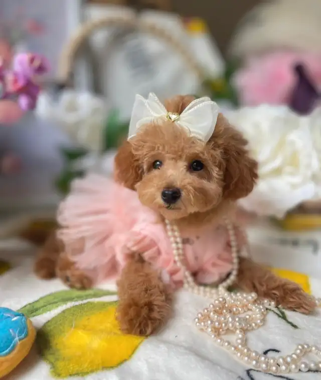 TeddyBear Mini/Toy /Tiny poodle puppies in Dogs & Puppies for Rehoming in City of Toronto - Image 7
