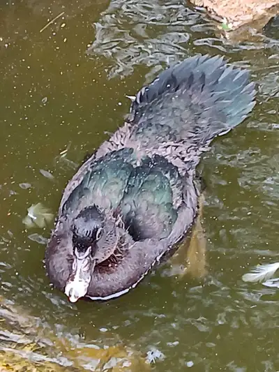 Canard de Barbarie Black Green Purple, View more