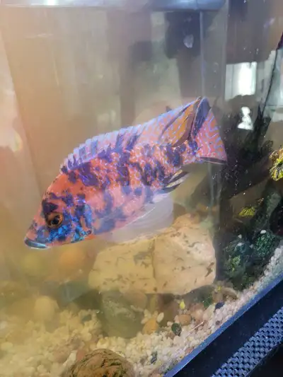 OB Peacock Cichlid For Sale, View more