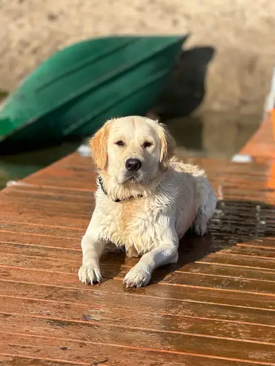 Golden Retreiver- pure bred puppies ready soon, View more