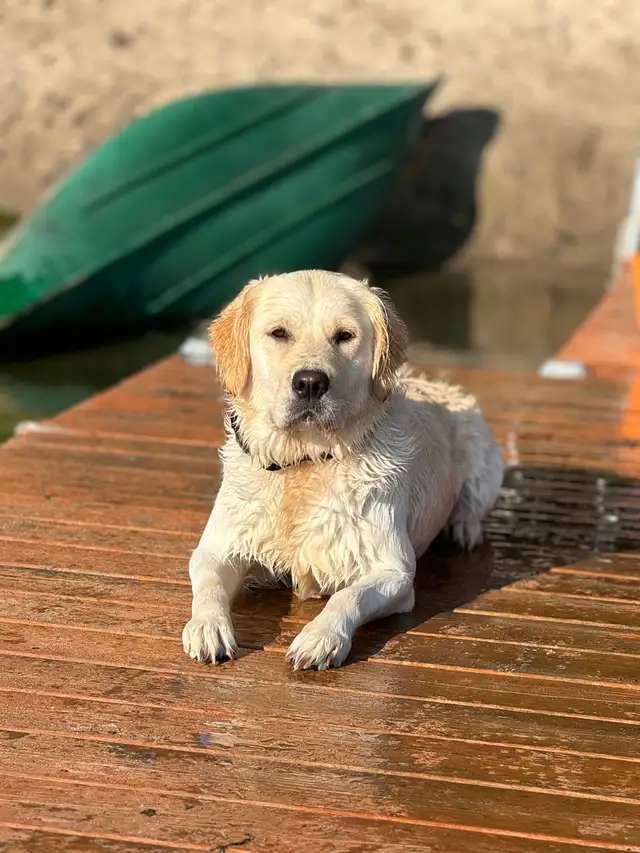 Golden Retreiver- British cream male 7 wk old pup ready now!  in Dogs & Puppies for Rehoming in Windsor Region - Image 11