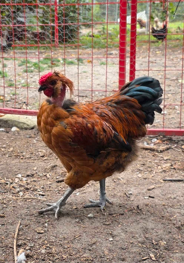 Chicken rooster in Livestock in Kawartha Lakes - Image 2