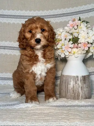 Our sweet mini cockapoo puppies are now fully ready to find their forever homes! Puppies are coming:...
