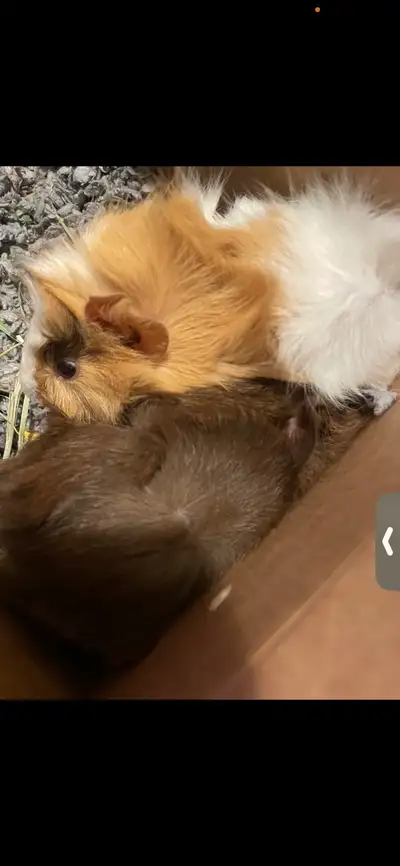 Fancy Guinea pig , View more