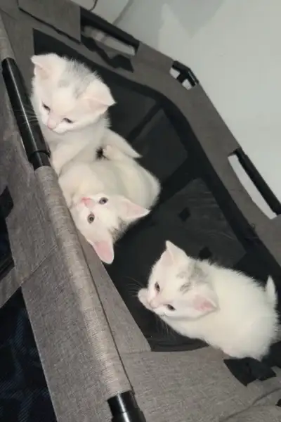 KITTENS KITTEN , View more