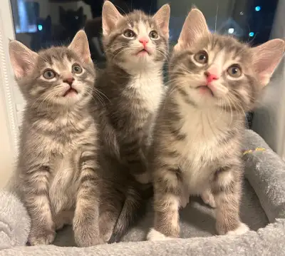 Kittens for sale, View more