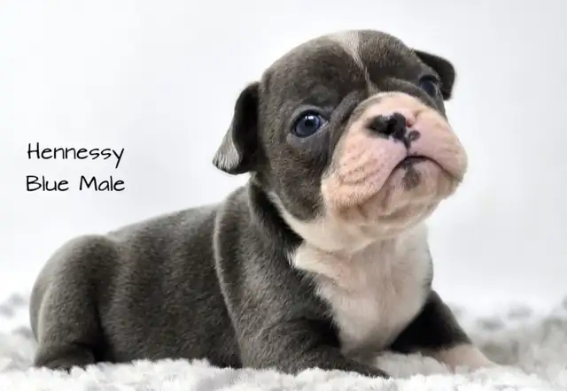 Frenchton Puppies in Dogs & Puppies for Rehoming in Edmonton - Image 10