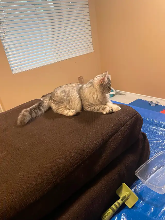 Adorable 1 year old Siberian Cat