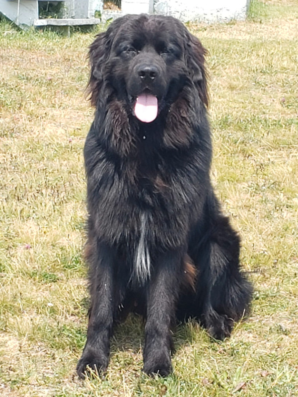 Newfoundland Dog in Lost & Found in City of Toronto
