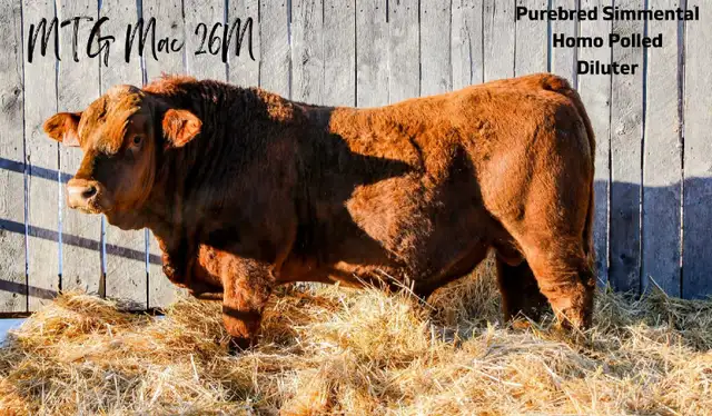 2 Year Old Simmental Bulls  in Livestock in Grande Prairie - Image 4