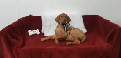 One Beautiful Vizsla Female Puppy, View more