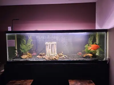 looking for fish , View more