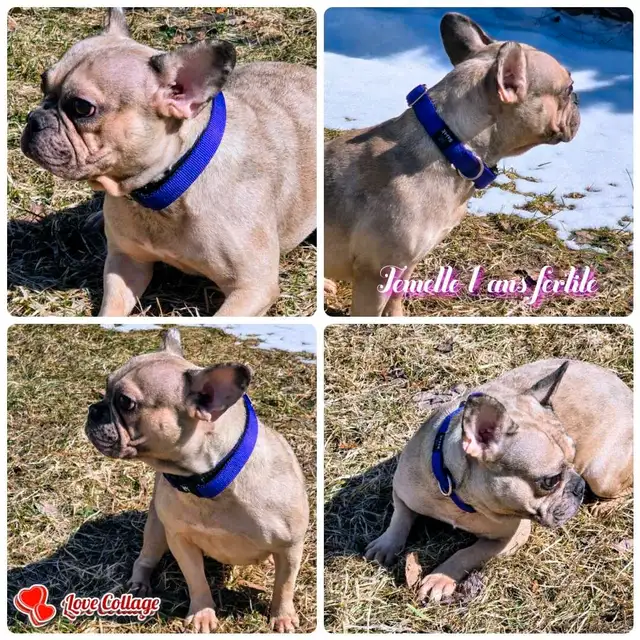 BOULEDOGUE FRANCAIS MALES 4 ET 1 FEMELLES FERTILE DE QUALITER in Dogs & Puppies for Rehoming in City of Montréal - Image 3