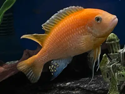 Converting to terrarium: selling 2 mature cichlids, one orange, one gray/yellow striped, approx. 4"...