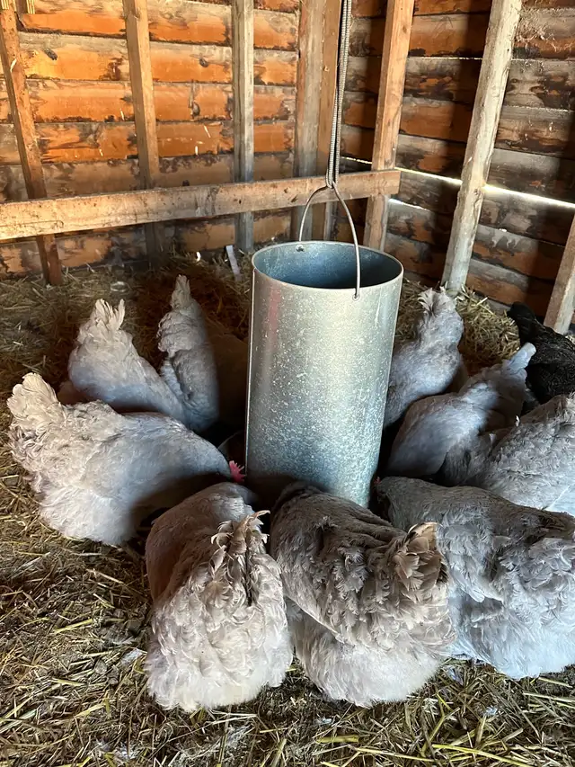 Pure Lavender Orpington Hatching Eggs in Livestock in Edmonton - Image 2