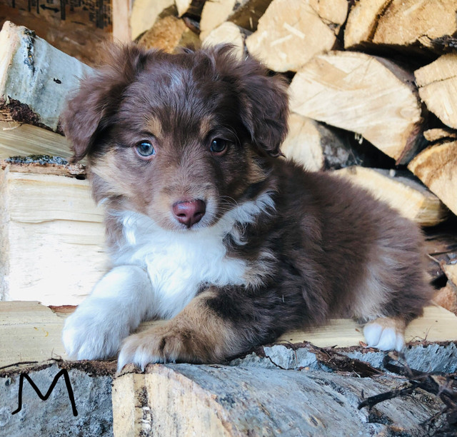 Toy & Miniature Australian Shepherd Pups in Dogs & Puppies for Rehoming in Kamloops - Image 2