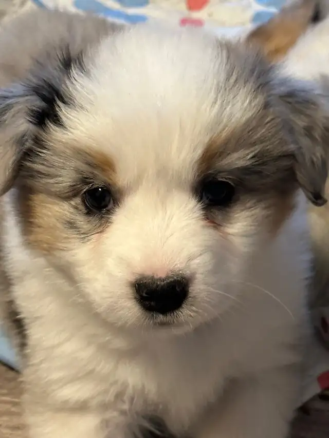 CKC Miniature American Shepherd (AKA : Mini Aussie)  in Dogs & Puppies for Rehoming in Napanee - Image 6