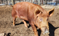 Tamworth boar located at Shell Lake