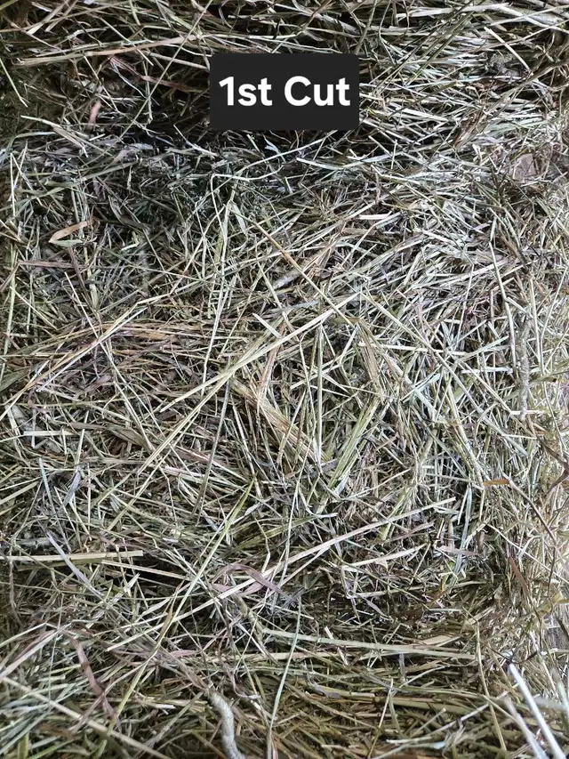 2026 Hay Small Squares 1st cut in Horses & Ponies for Rehoming in Owen Sound - Image 9