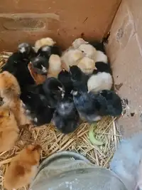 Week  old chicks 