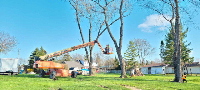 JB's  Tree Services - Windsor Region in Other in Windsor Region - Image 2