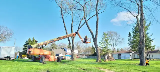 JB's  Tree Services in Other in Windsor Region - Image 3