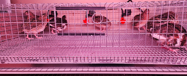 7 cailles jumo femelles dans Animaux de ferme  à Laval/Rive Nord