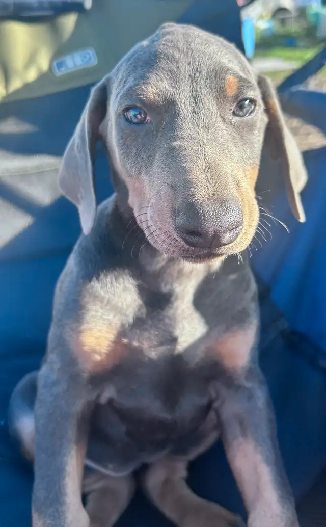 Doberman Puppies - cropped and docked in Dogs & Puppies for Rehoming in Red Deer - Image 6