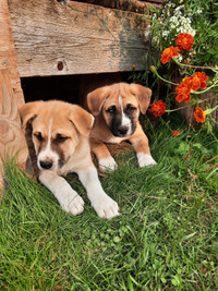Husky Boxer x puppies! 
