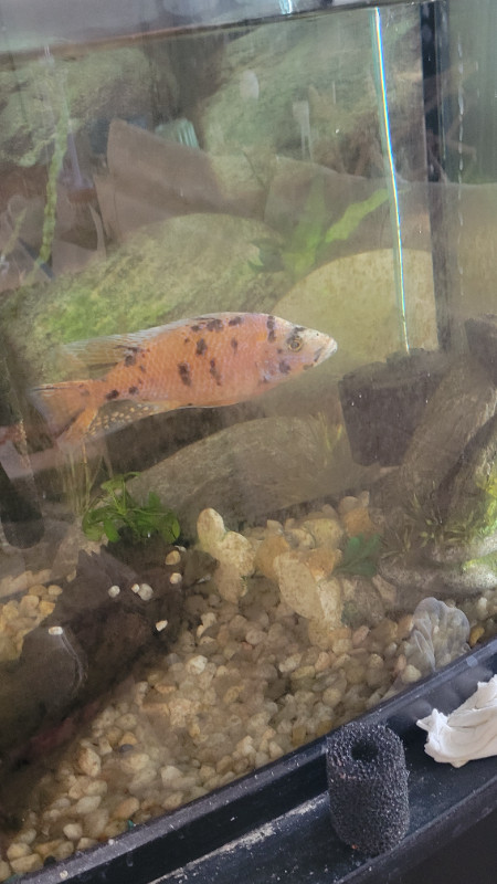 OB Cichlid in Fish for Rehoming in Edmonton
