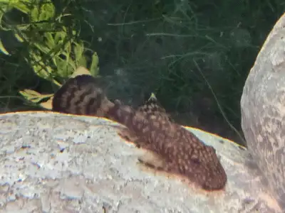 Janitor fish, Bristlenose plecos (3 for $4), View more