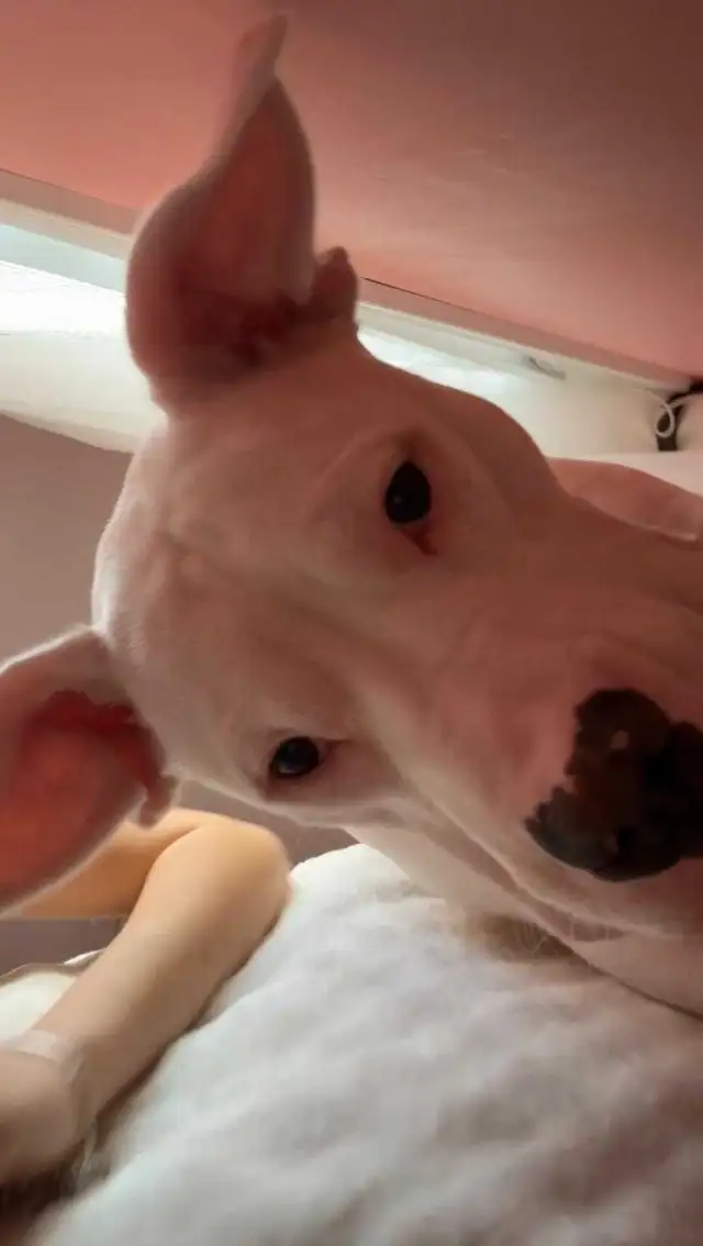 please help Freya get well.472308442171320321
