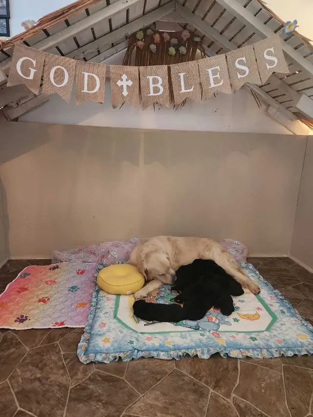 GOLDEN MOUNTAIN PUPPIES READY TO SHOW. in Dogs & Puppies for Rehoming in Barrie - Image 5
