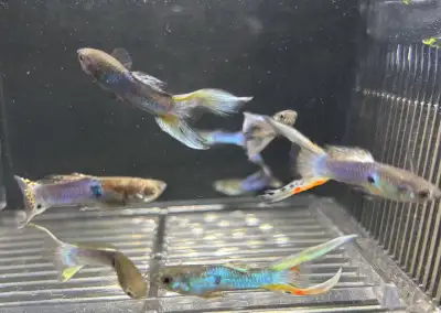 Japanese electric blue double swordtail endler guppies 2 for $10, View more