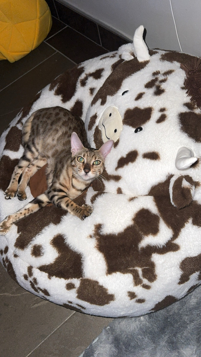  Bengal cat  in Cats & Kittens for Rehoming in Saint John