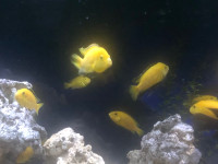 Cichlid Fish - Electric Yellow